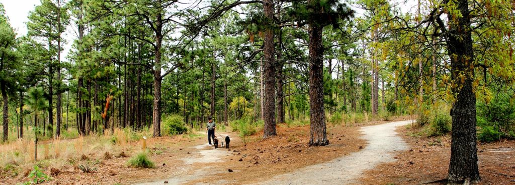 Dog-Walker in Woods