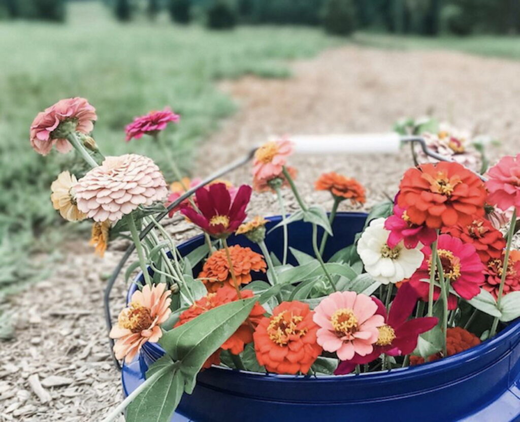 Reverie Hill Farm flowers - resized